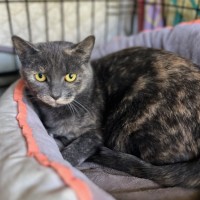 Photo of Sprinkles