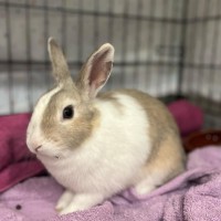 Photo of Prairie Dawn