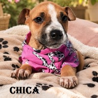 Photo of Chica