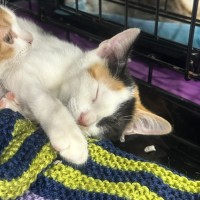 Photo of Blossom 🌸🌺