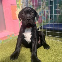 Photo of D1192 Danny