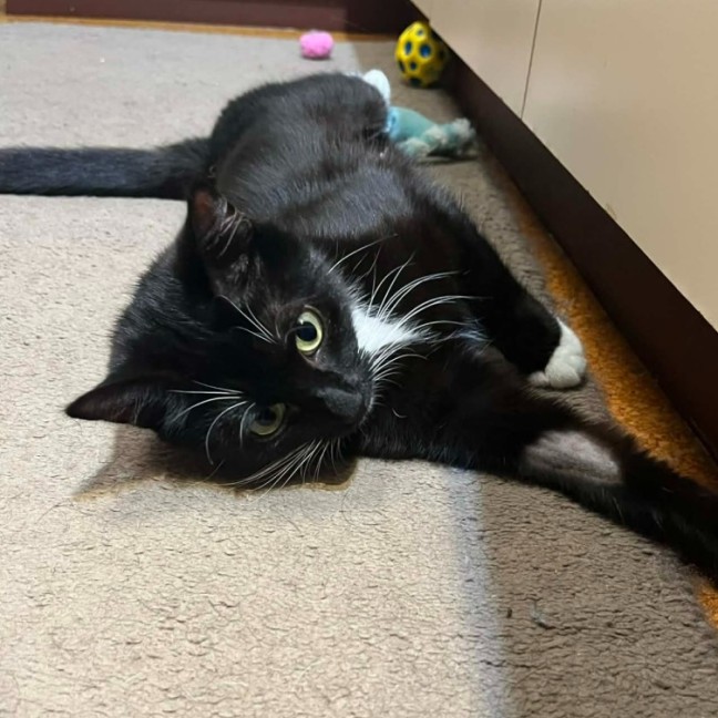 Photo of Zala ** 2nd Chance Cat Rescue **