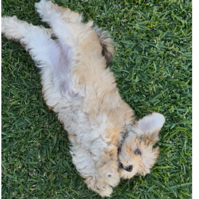 Photo of Blossom