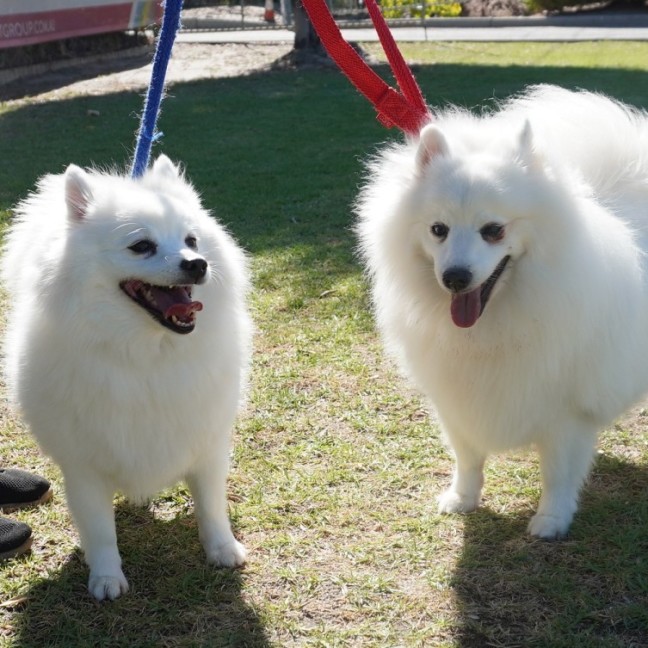 Photo of Lexie And Tudor