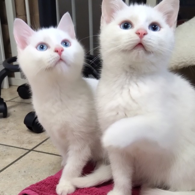 Photo of Samwise Gamgee 👑