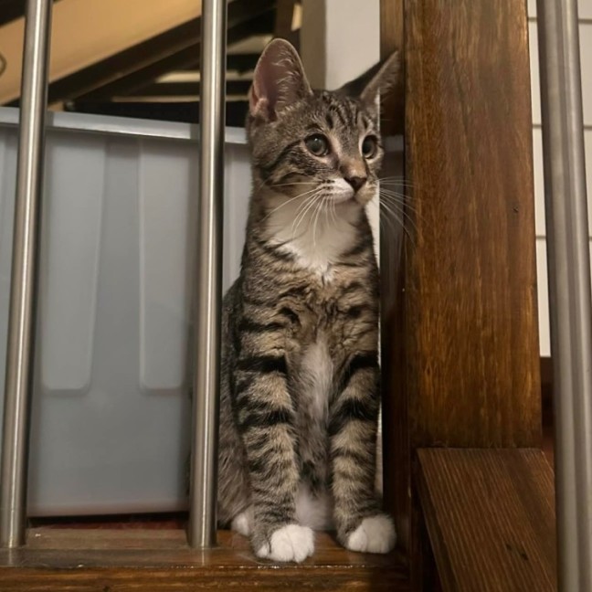 Photo of Chad   Meet Me @ Petstock Prahran 29/3!