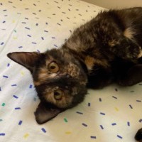 Photo of 🌼 Penee 🌼