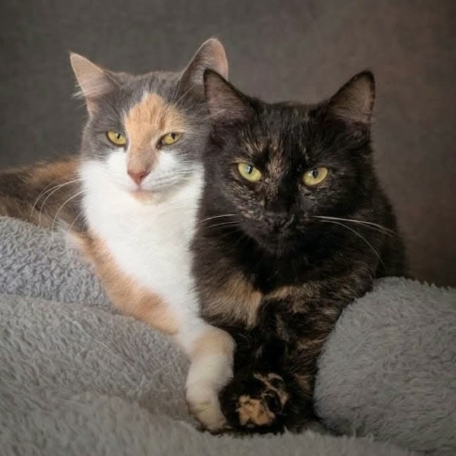 Photo of Tips & M A