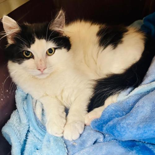 Melody  - Domestic Short Hair (DSH) Cat