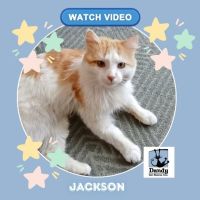 Photo of Jackson ^^Dandy Cat Rescue^^