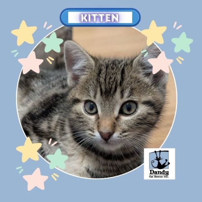 Photo of Motley ^^Dandy Cat Rescue^^