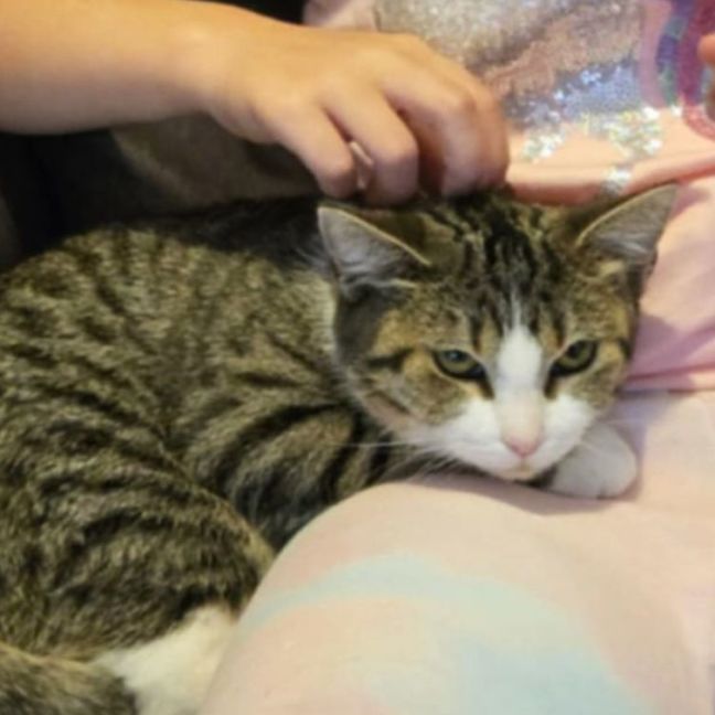 Photo of Layla ^^Dandy Cat Rescue^^