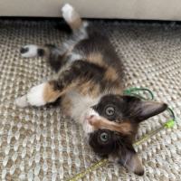 Photo of Pickle