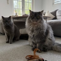 Photo of Anubis And Georgie