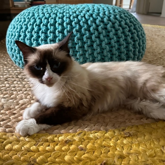 Photo of Mochi