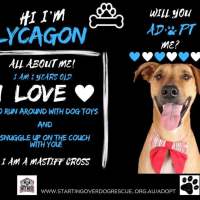 Photo of Lycagon