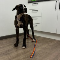 Photo of Clover