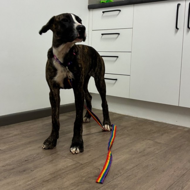 Photo of Clover