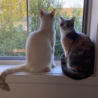 Photo of Pow & Lavender Haze