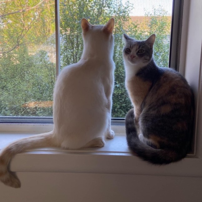 Photo of Pow & Lavender Haze