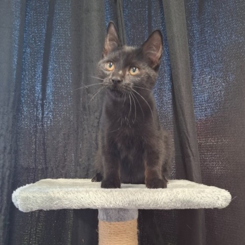 Zahara - Domestic Short Hair (DSH) Cat