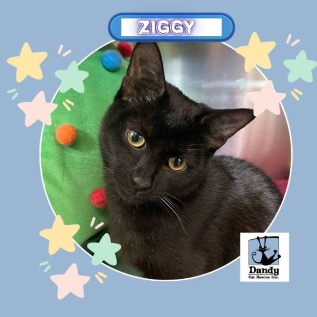 Photo of Ziggy ^^Dandy Cat Rescue^^
