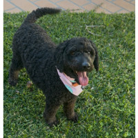 Photo of Nala 
