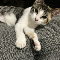 Photo of Sugarplum