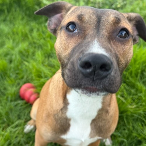 Dugong - Staffordshire Bull Terrier x Mastiff Dog