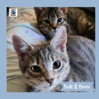 Photo of Yule & Snow ^Dandy Cat Rescue^
