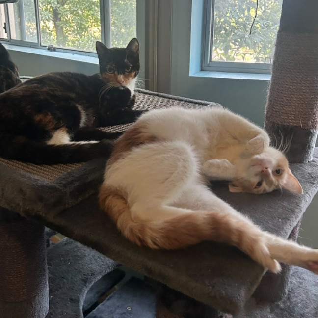 Photo of Lysandra And Aelin