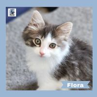Photo of Flora ^^Dandy Cat Rescue^^