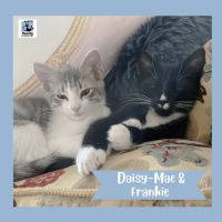 Photo of Daisy Mae & Frankie ^Dandy Cat Rescue^