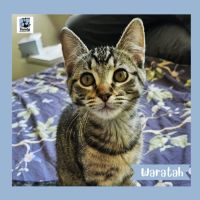 Photo of Waratah ^^Dandy Cat Rescue^^