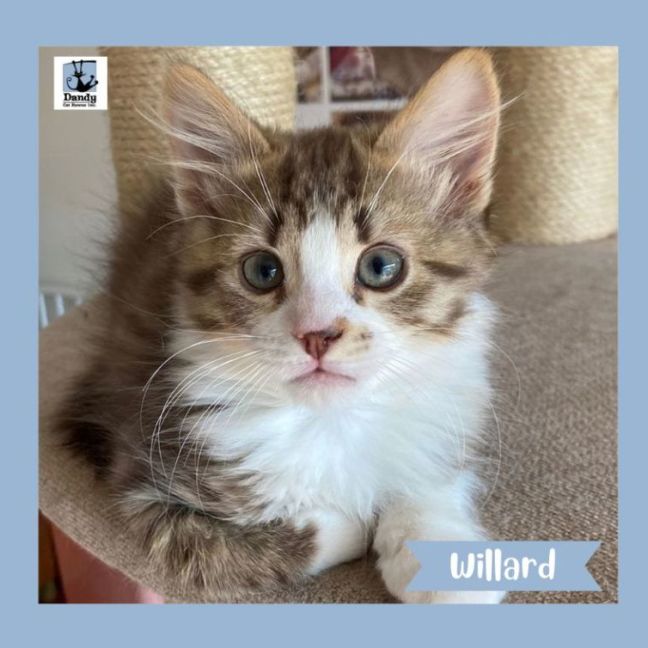 Photo of Willard ^^Dandy Cat Rescue^^
