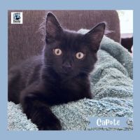 Photo of Capote ^^Dandy Cat Rescue^^