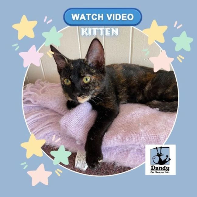 Photo of Tilly ^^Dandy Cat Rescue^^