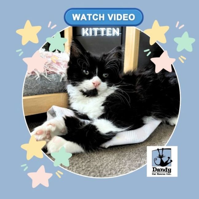 Photo of Maya ^^Dandy Cat Rescue^^