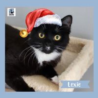 Photo of Lexie ^^Dandy Cat Rescue^^