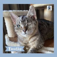 Photo of Timothy ^^Dandy Cat Rescue^^