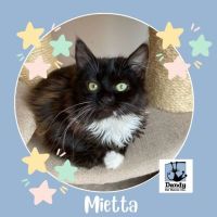Photo of Mietta ^^Dandy Cat Rescue^^