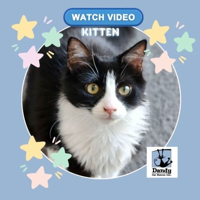 Photo of Liberty ^^Dandy Cat Rescue^^