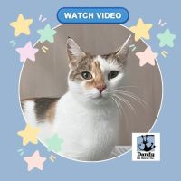 Photo of Cali ^^Dandy Cat Rescue^^