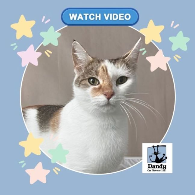 Photo of Cali ^^Dandy Cat Rescue^^