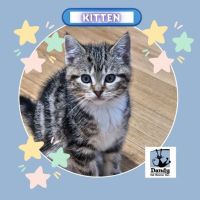 Photo of Floyd^^Dandy Cat Rescue^^