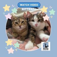 Photo of Amber & Tiger ^^Dandy Cat Rescue^^