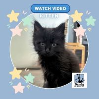 Photo of Vincent ^^Dandy Cat Rescue^^
