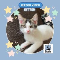 Photo of Archie ^^Dandy Cat Rescue^^