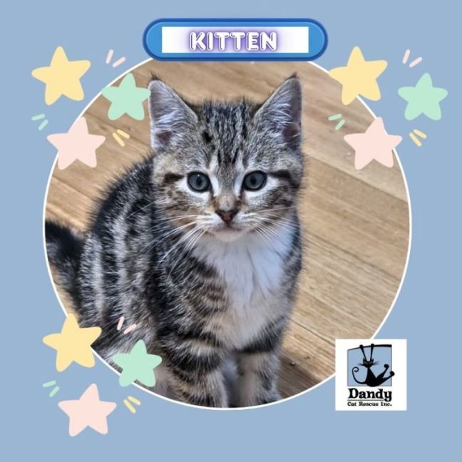 Photo of Floyd^^Dandy Cat Rescue^^