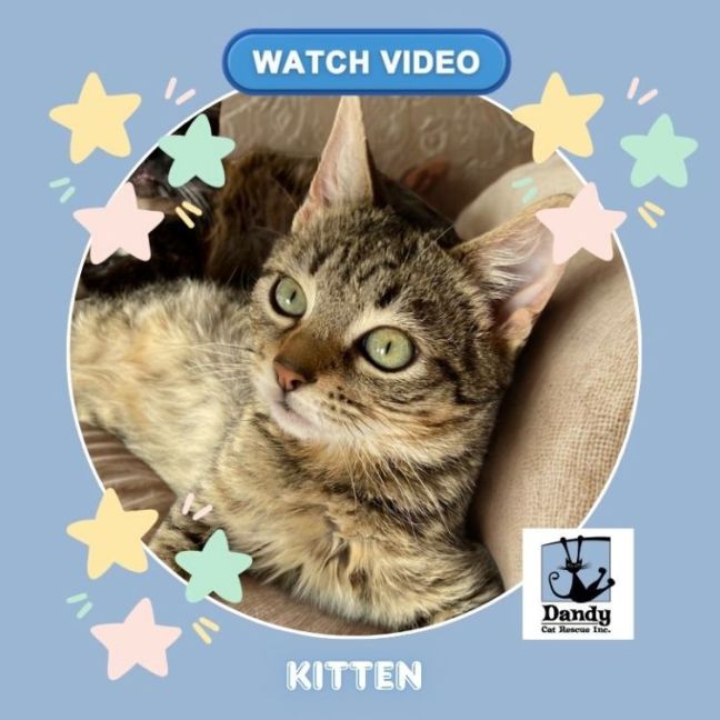 Photo of Dawson ^^Dandy Cat Rescue^^